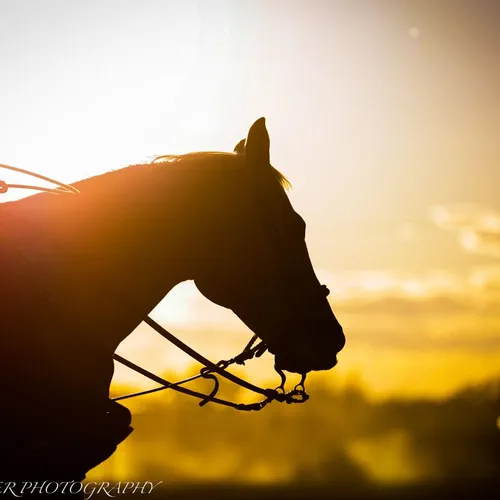 Horse at sunrise