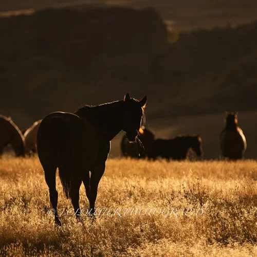 Horses in a golden field