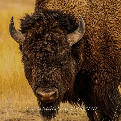 Bison on the plains